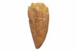 Serrated, Raptor Tooth - Real Dinosaur Tooth #219654-1